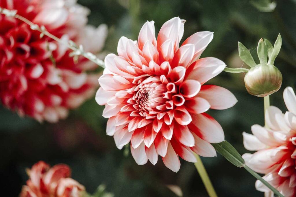 Dahlia - Dalia